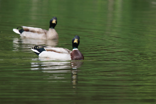 11 x 14 Original Bird Metal Art Print