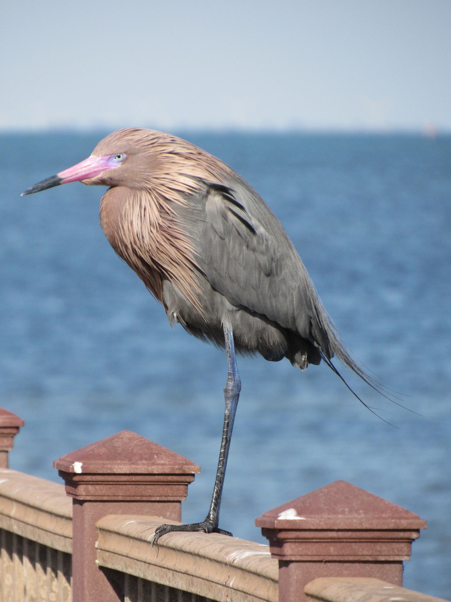 11 x 14 Original Bird Metal Art Print