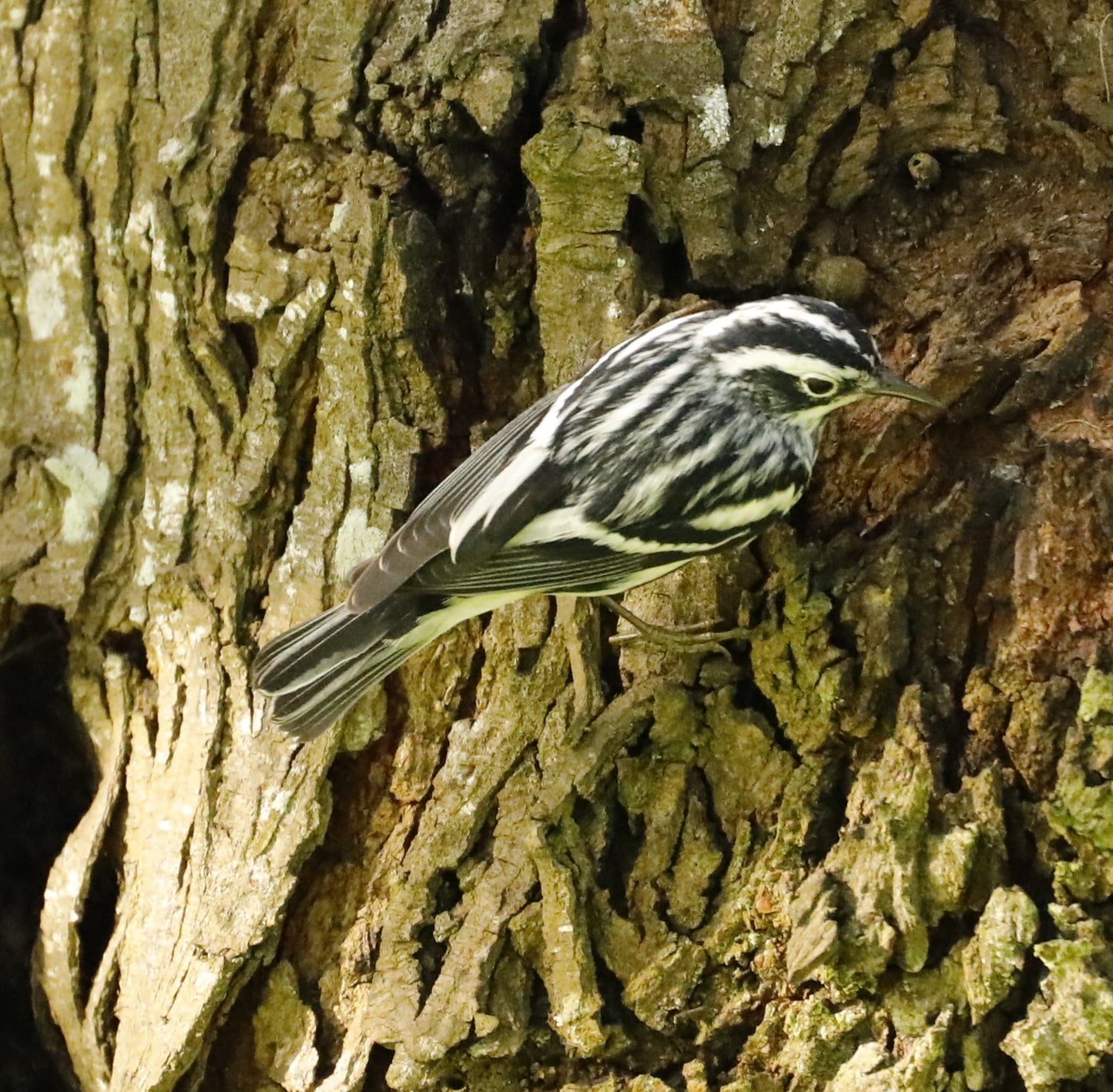 11 x 14 Original Bird Metal Art Print