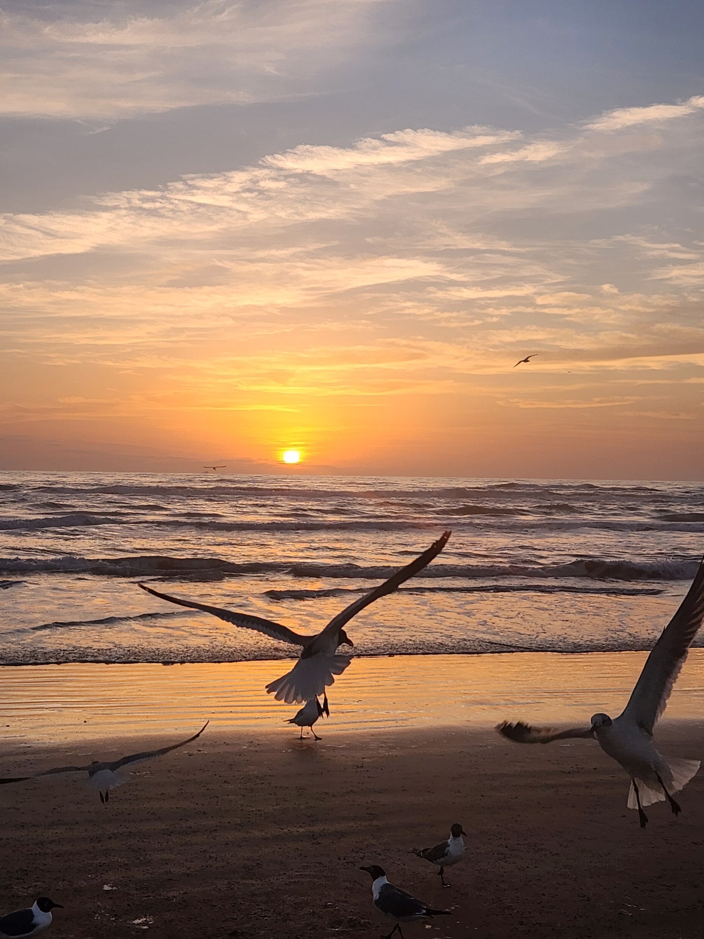 11 x 14 Original Bird Metal Art Print