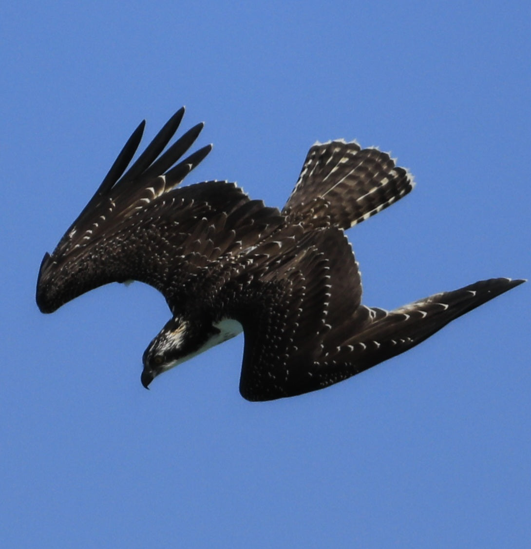 11 x 14 Original Bird Metal Art Print