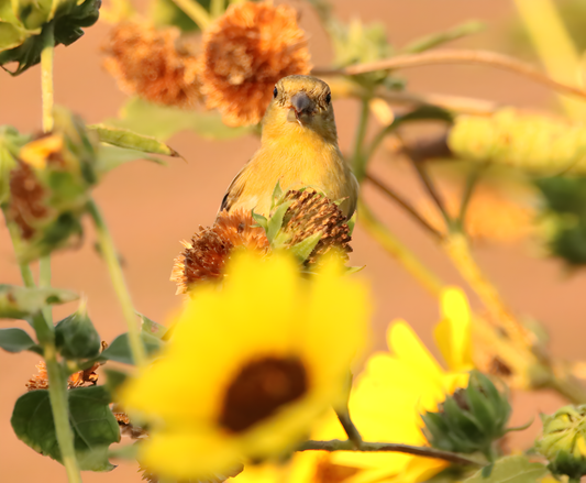 11 x 14 Original Bird Metal Art Print