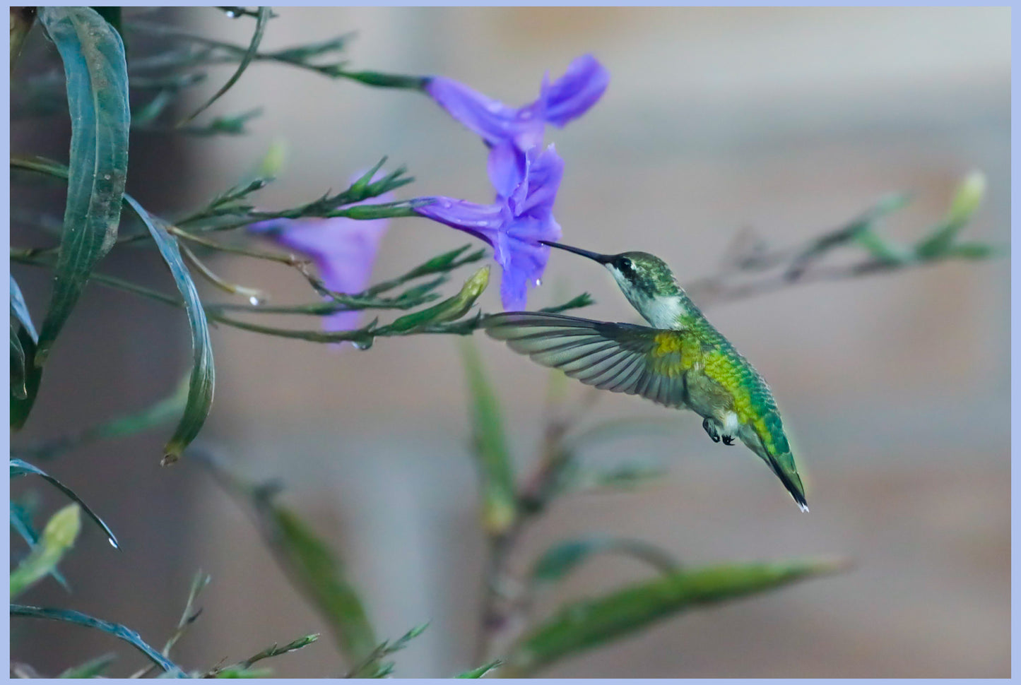 11 x 14 Original Bird Metal Art Print