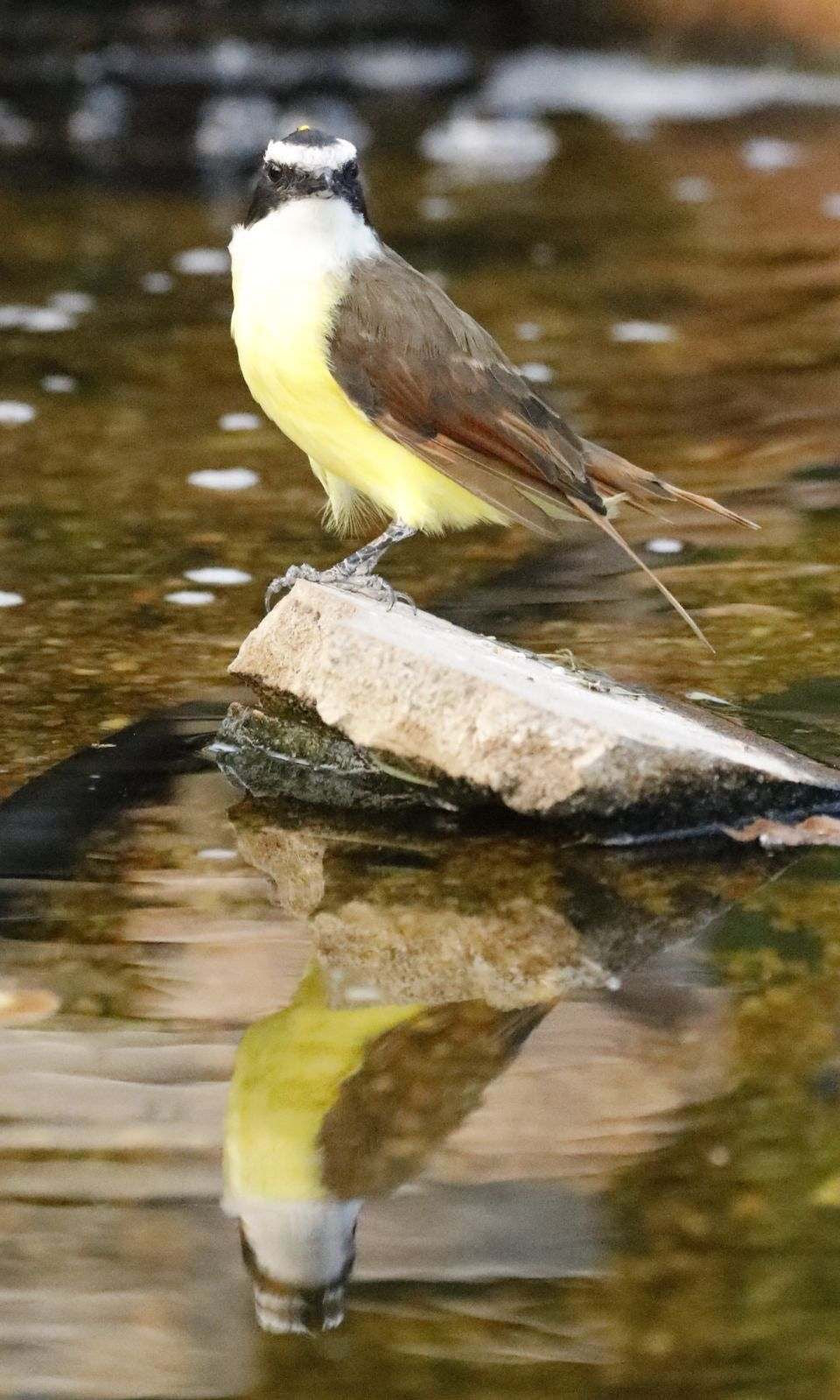 11 x 14 Original Bird Metal Art Print