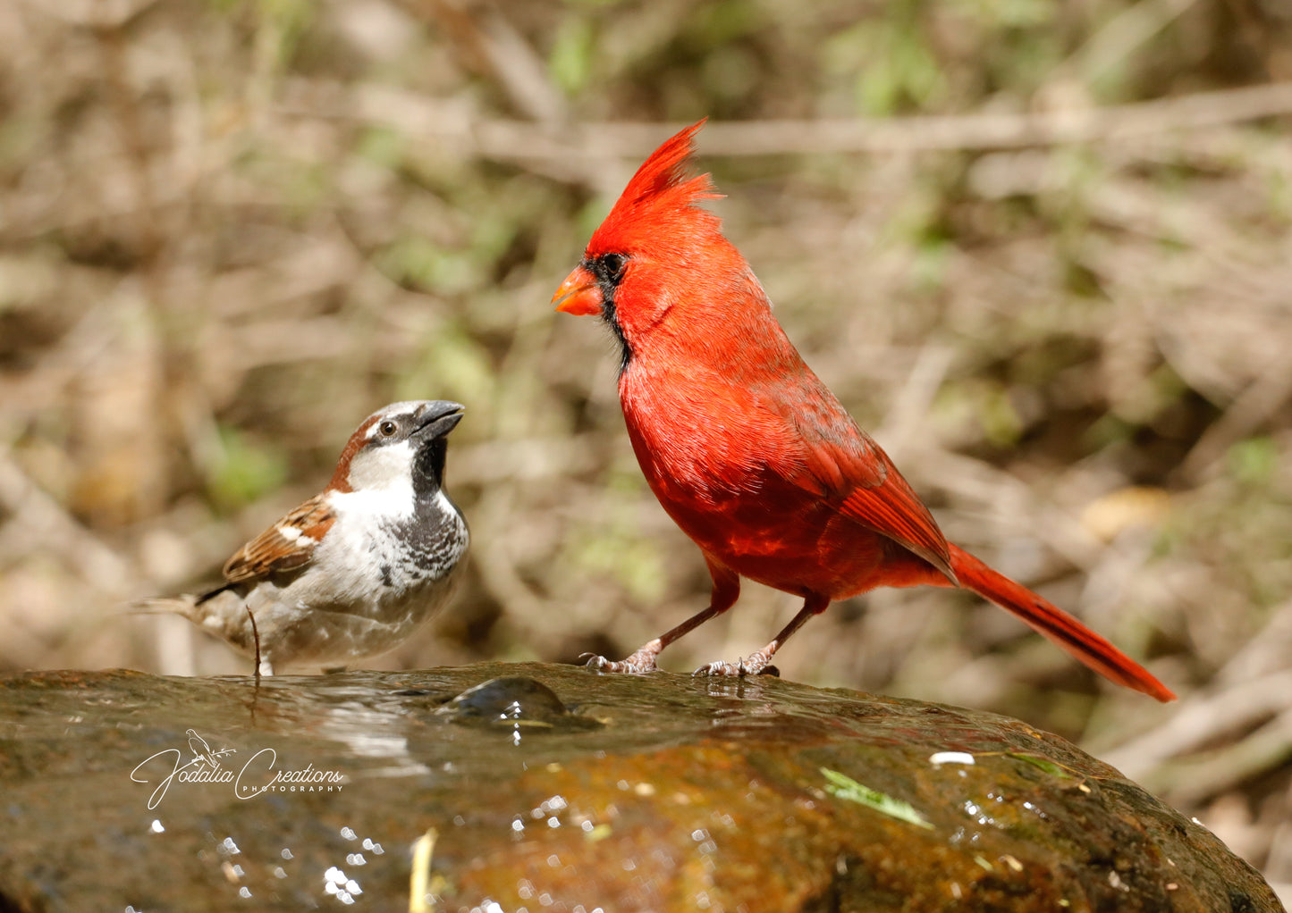 11 x 14 Original Bird Metal Art Print