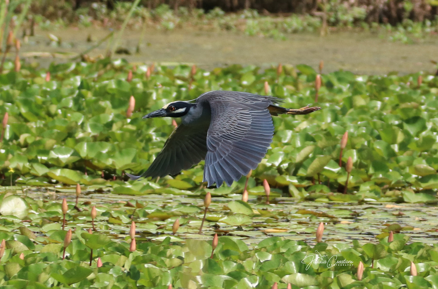 11 x 14 Original Bird Metal Art Print