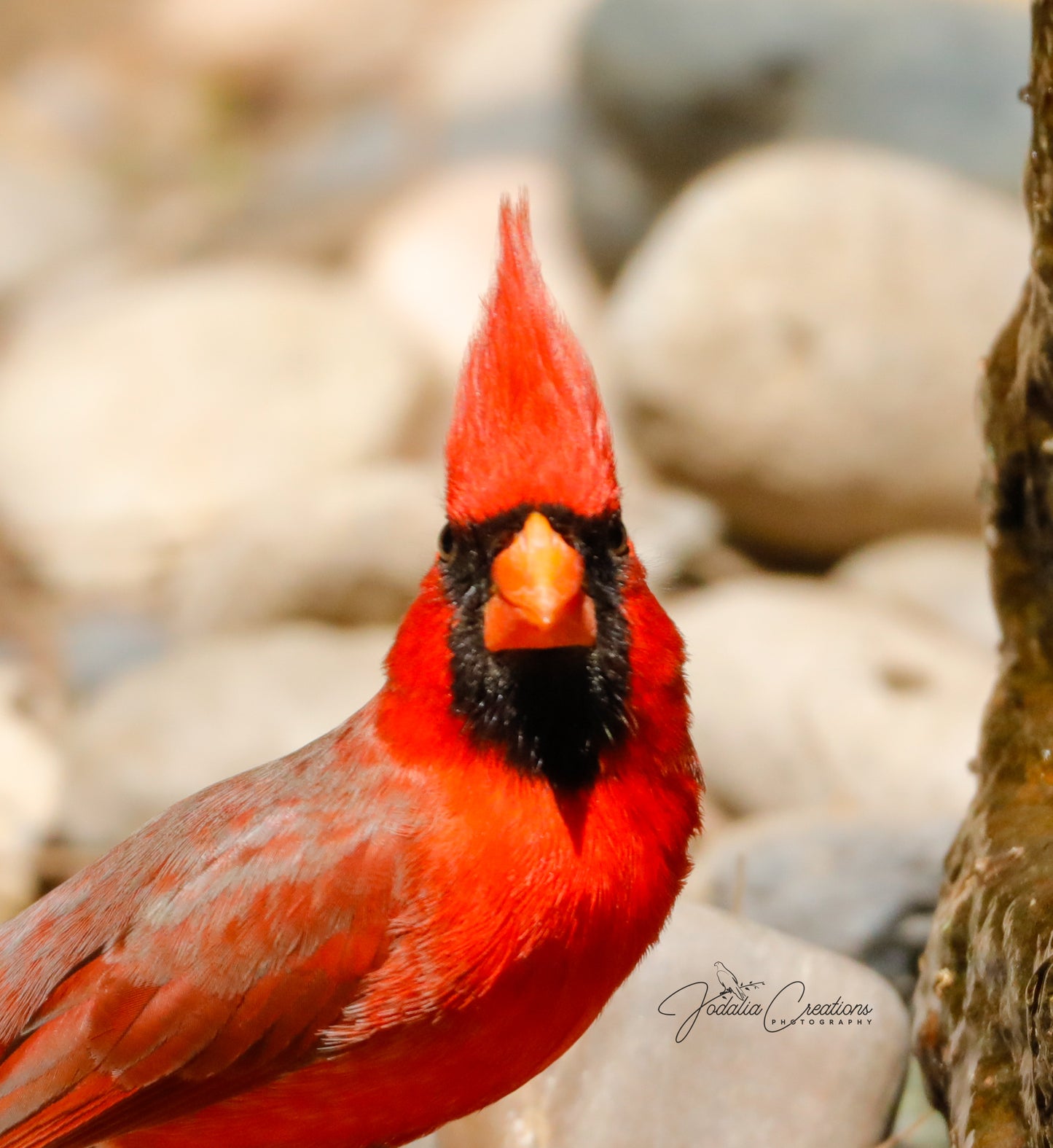 11 x 14 Original Bird Metal Art Print